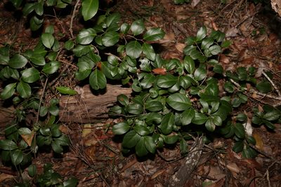 Embelia australiana, photographed by Greg Tasney