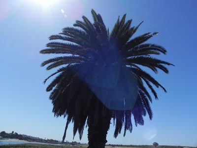 Phoenix canariensis, photographed by James C. Davis