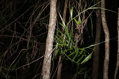 Flagellaria indica, photographed by Greg Tasney