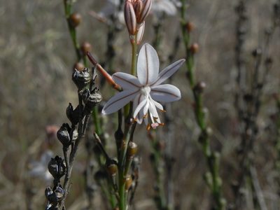 Asphodelus fistulosus, photographed by James C. Davis