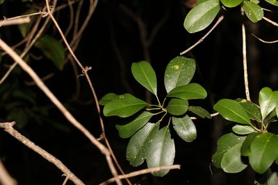 Acronychia laevis, photographed by Greg Tasney