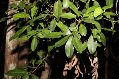 Acronychia imperforata, photographed by Greg Tasney