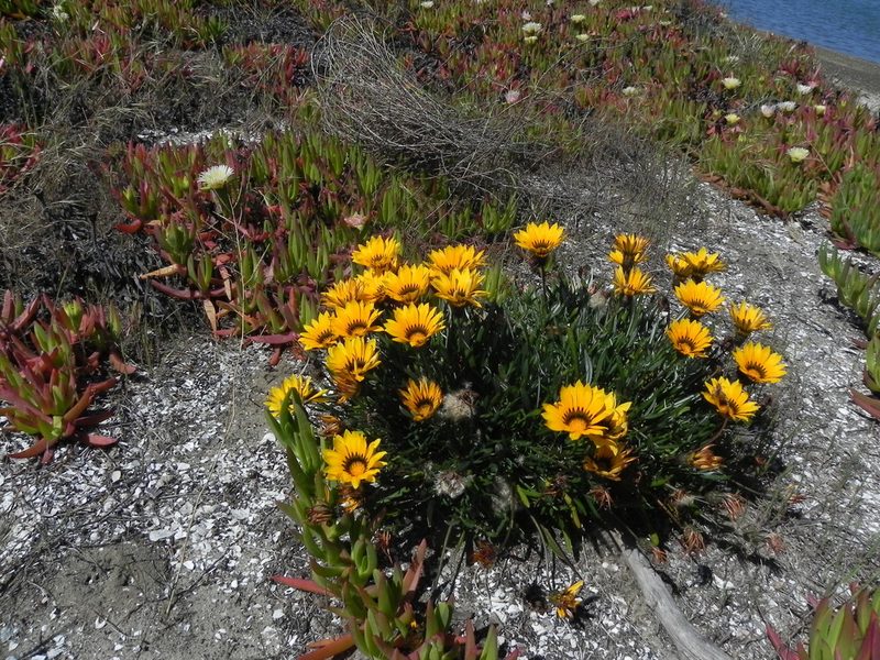 Gazania linearis, photographed by James C. Davis