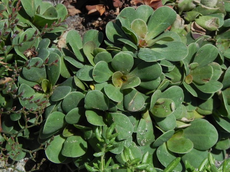 Limonium duriusculum, photographed by James C. Davis
