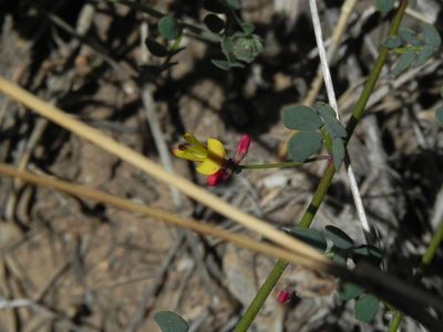 Acmispon prostratus, photographed by James C. Davis