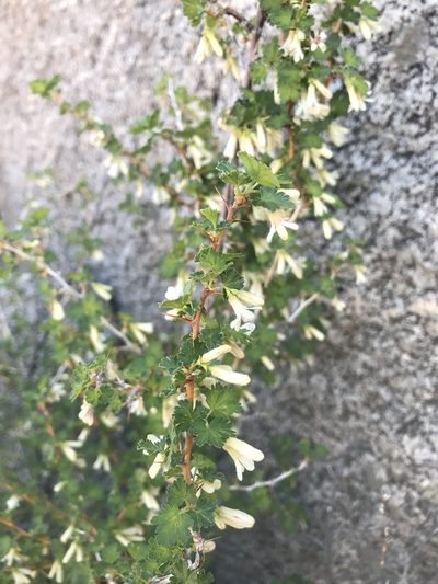 Ribes leptanthum, photographed by colinpena