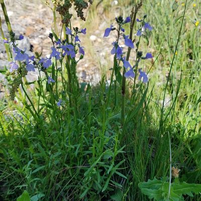 Nuttallanthus texanus, photographed by Leila Dasher