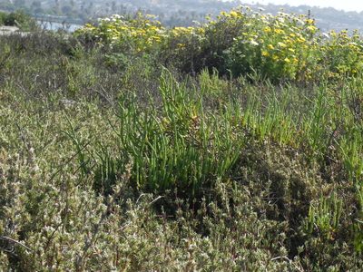 Salicornia pacifica, photographed by James C. Davis