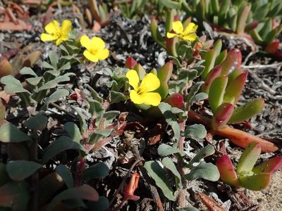 Camissoniopsis cheiranthifolia, photographed by joergmlpts