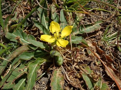 Taraxia ovata, photographed by joergmlpts