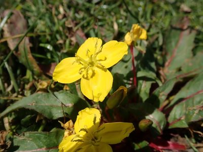 Taraxia ovata, photographed by joergmlpts