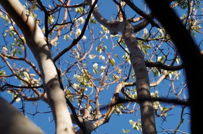 Arbutus xalapensis, photographed by Eric Knight