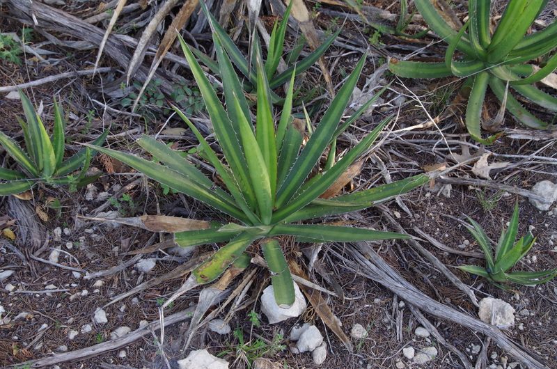 Agave univittata, photographed by Eric Knight