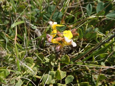 Hosackia gracilis, photographed by joergmlpts