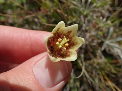 Fritillaria liliacea, photographed by joergmlpts