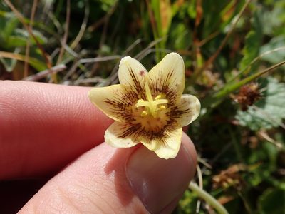 Fritillaria liliacea