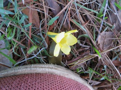 Gelsemium sempervirens, photographed by Nonbinary-Naturalist