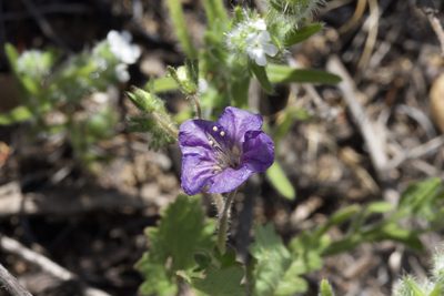 Phacelia parryi, photographed by Arvel Hernandez