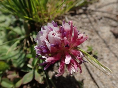 Trifolium wormskioldii, photographed by joergmlpts