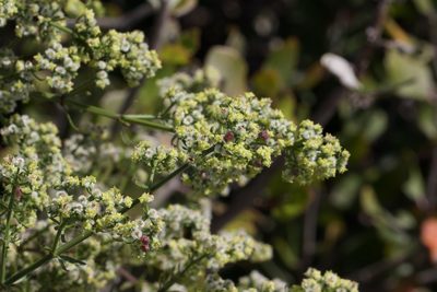 Galium angustifolium, photographed by Arvel Hernandez