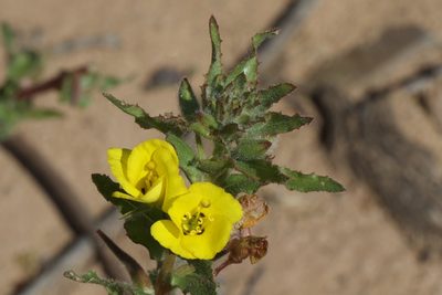 Camissoniopsis bistorta, photographed by Arvel Hernandez