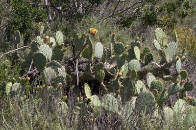 Opuntia littoralis, photographed by Arvel Hernandez