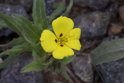 Camissoniopsis bistorta, photographed by Arvel Hernandez