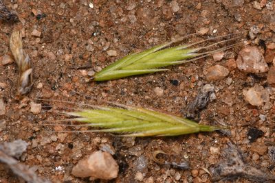 Festuca octoflora, photographed by Trevor Van Loon