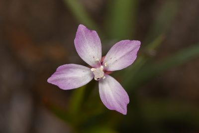 Clarkia similis, photographed by Trevor Van Loon