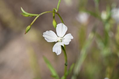 Clarkia epilobioides, photographed by Trevor Van Loon