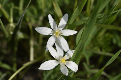 Ornithogalum woronowii, photographed by Сергей Крыленко