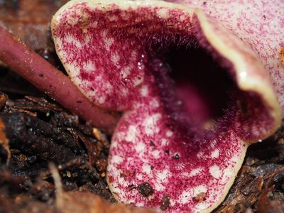 Asarum chueyi, photographed by Clay Gibbons