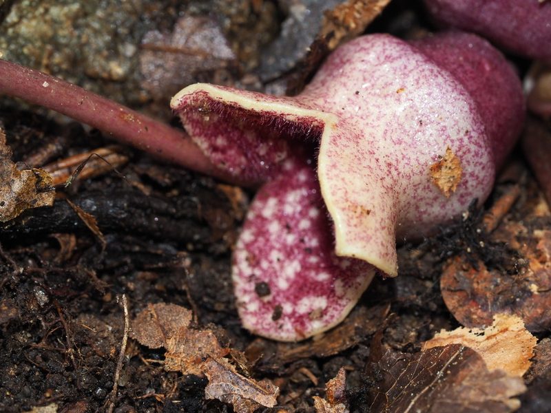 Asarum chueyi, photographed by Clay Gibbons