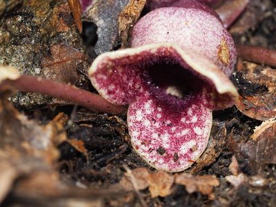 Asarum chueyi, photographed by Clay Gibbons