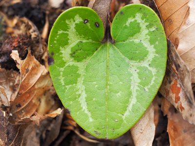 Asarum chueyi, photographed by Clay Gibbons