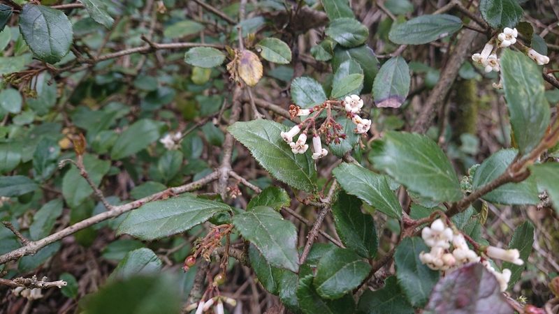 Viburnum taitoense, photographed by 沈玟伶(Wen-Ling Shen)