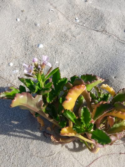 Cakile constricta, photographed by Abby Darrah