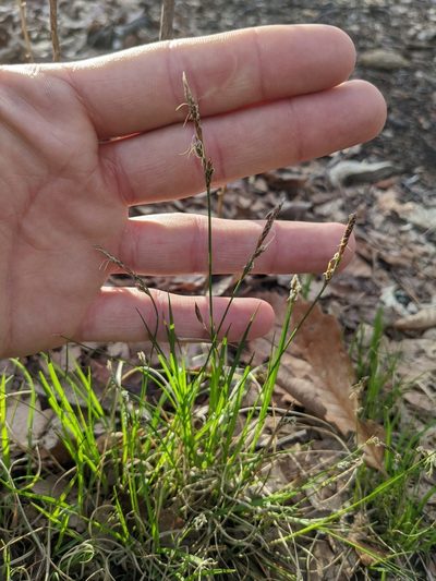 Carex nigromarginata, photographed by Zac Peterson