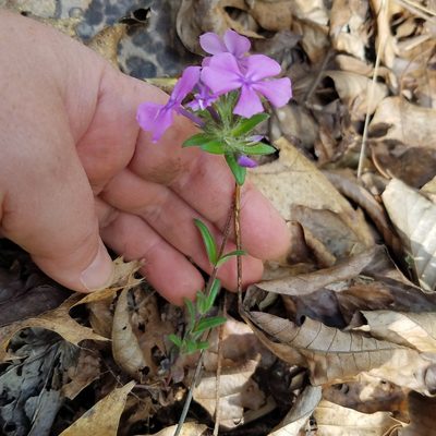 Phlox amoena, photographed by Leila Dasher