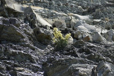 Matthiola odoratissima, photographed by Сергей Крыленко