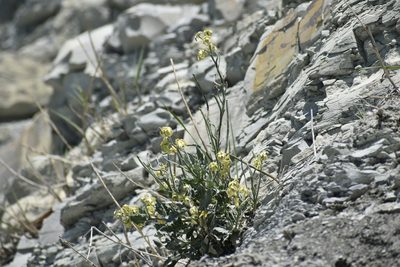 Matthiola odoratissima, photographed by Сергей Крыленко