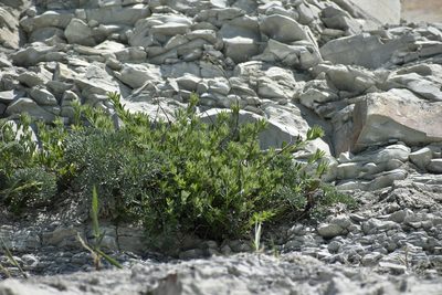 Lotus graecus, photographed by Сергей Крыленко