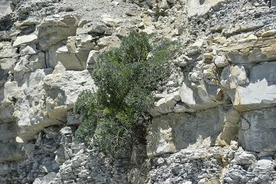 Seseli ponticum, photographed by Сергей Крыленко
