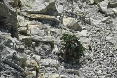 Seseli ponticum, photographed by Сергей Крыленко