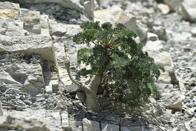 Seseli ponticum, photographed by Сергей Крыленко