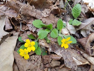 Chrysogonum repens, photographed by Leila Dasher