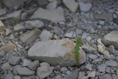 Lathyrus aphaca, photographed by Сергей Крыленко