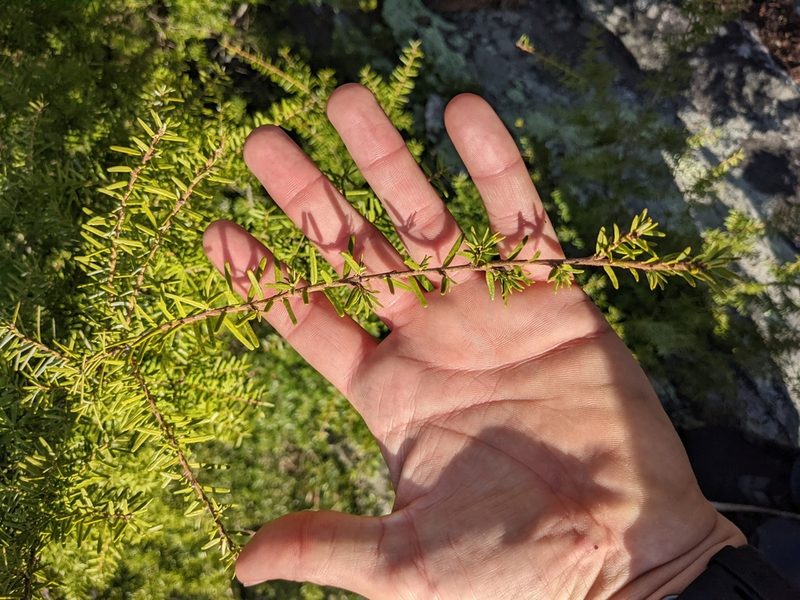 Tsuga caroliniana, photographed by Zac Peterson