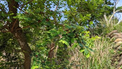 Breynia vitis-idaea, photographed by 許文俊