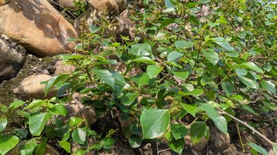Mallotus repandus, photographed by 許文俊